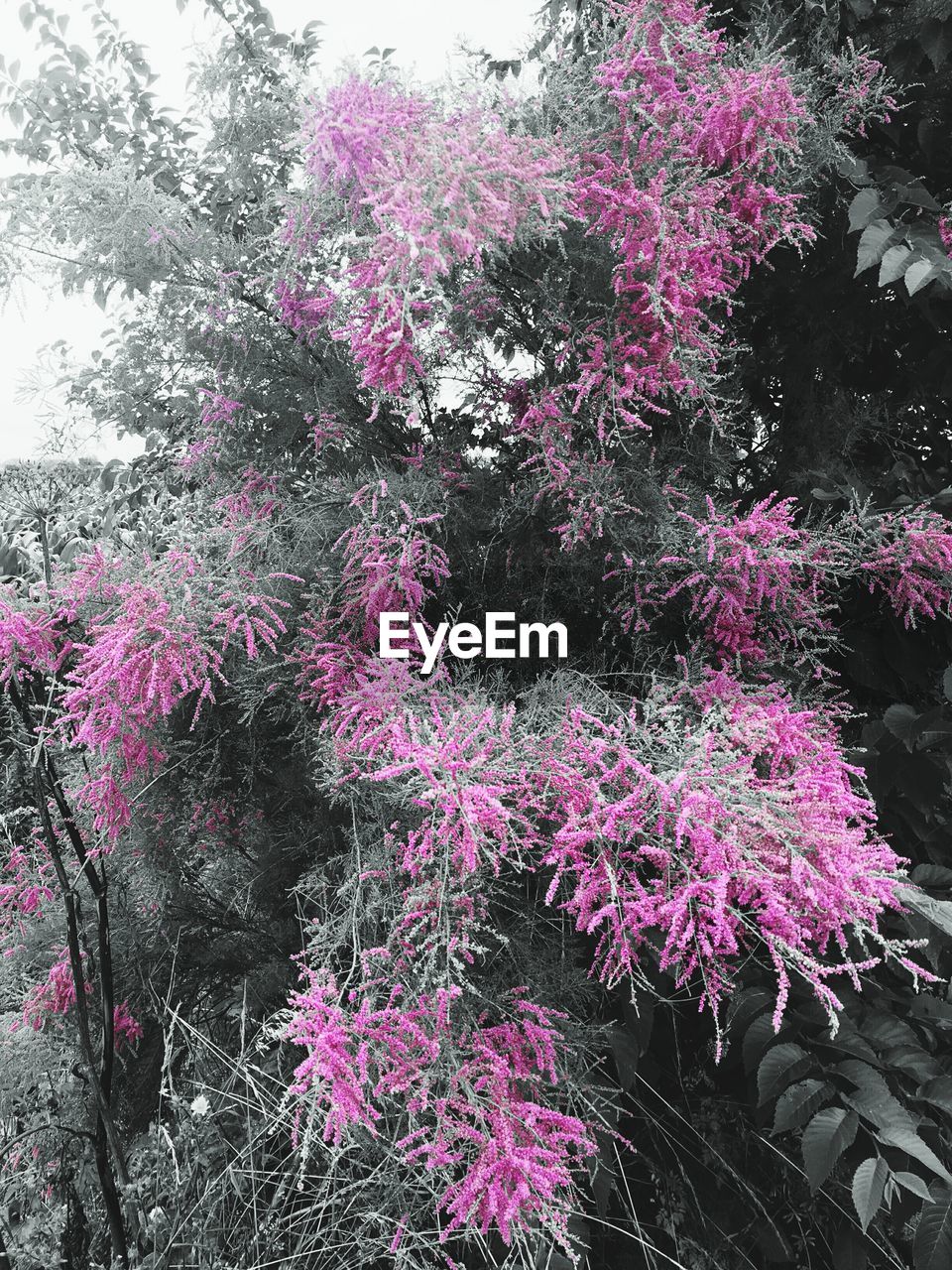 LOW ANGLE VIEW OF PINK FLOWERS AGAINST SKY
