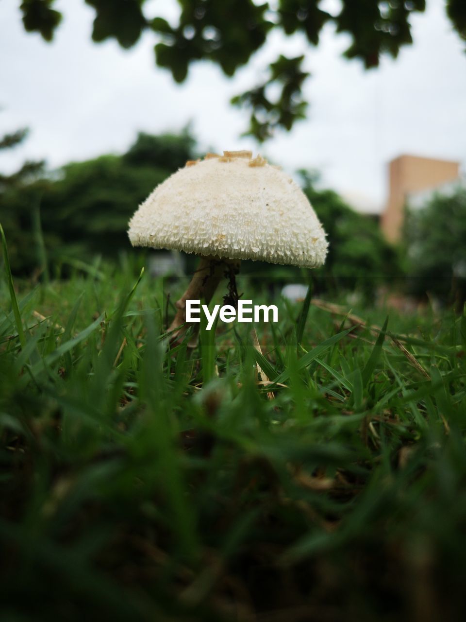 CLOSE-UP OF MUSHROOM GROWING IN FIELD