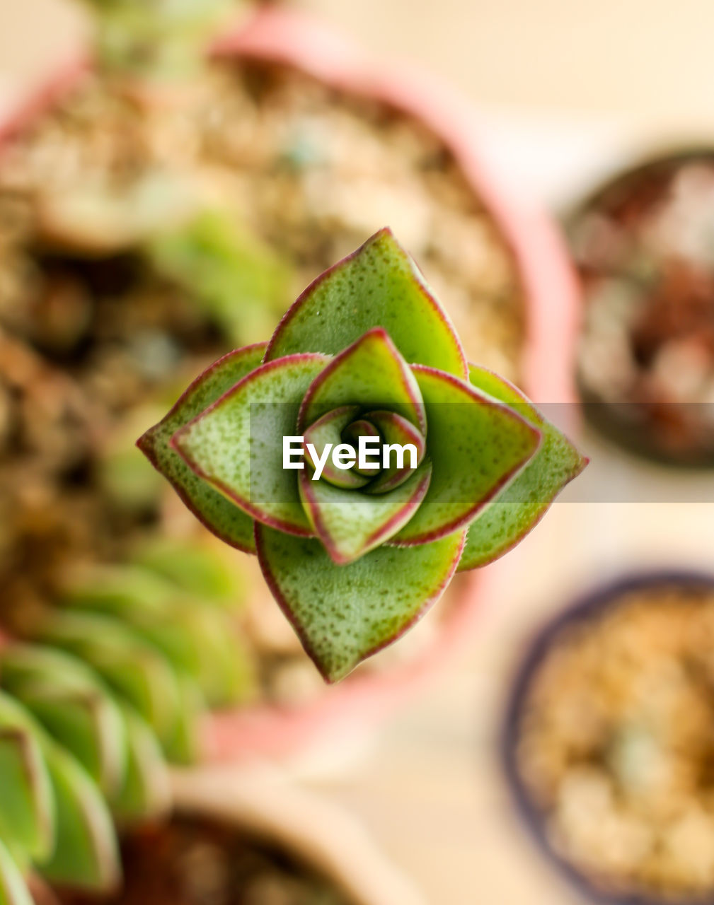 Close-up of flower bud