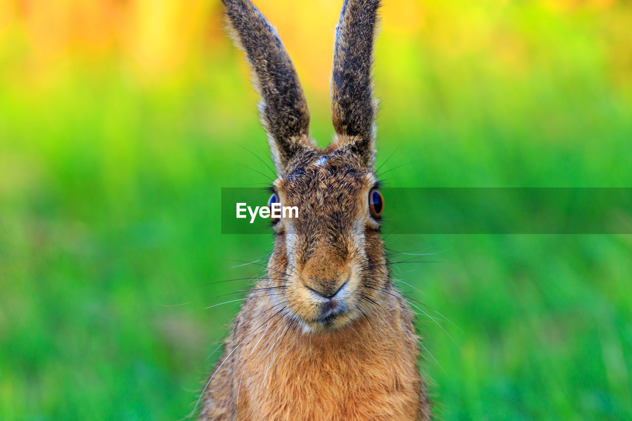 Funny frontal portrait of a wild hare