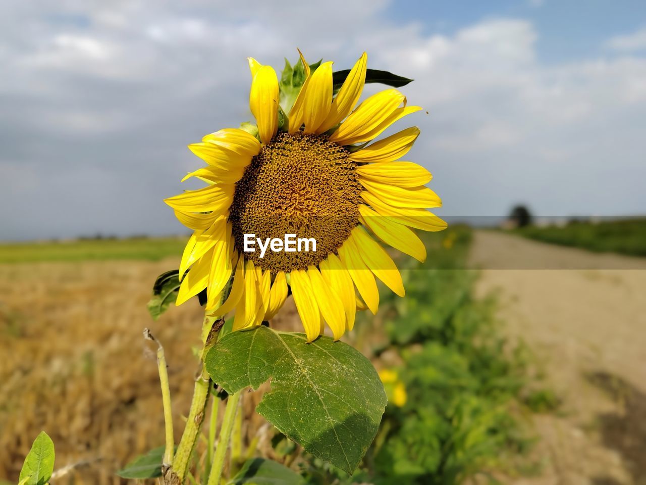 close-up of sunflower on field