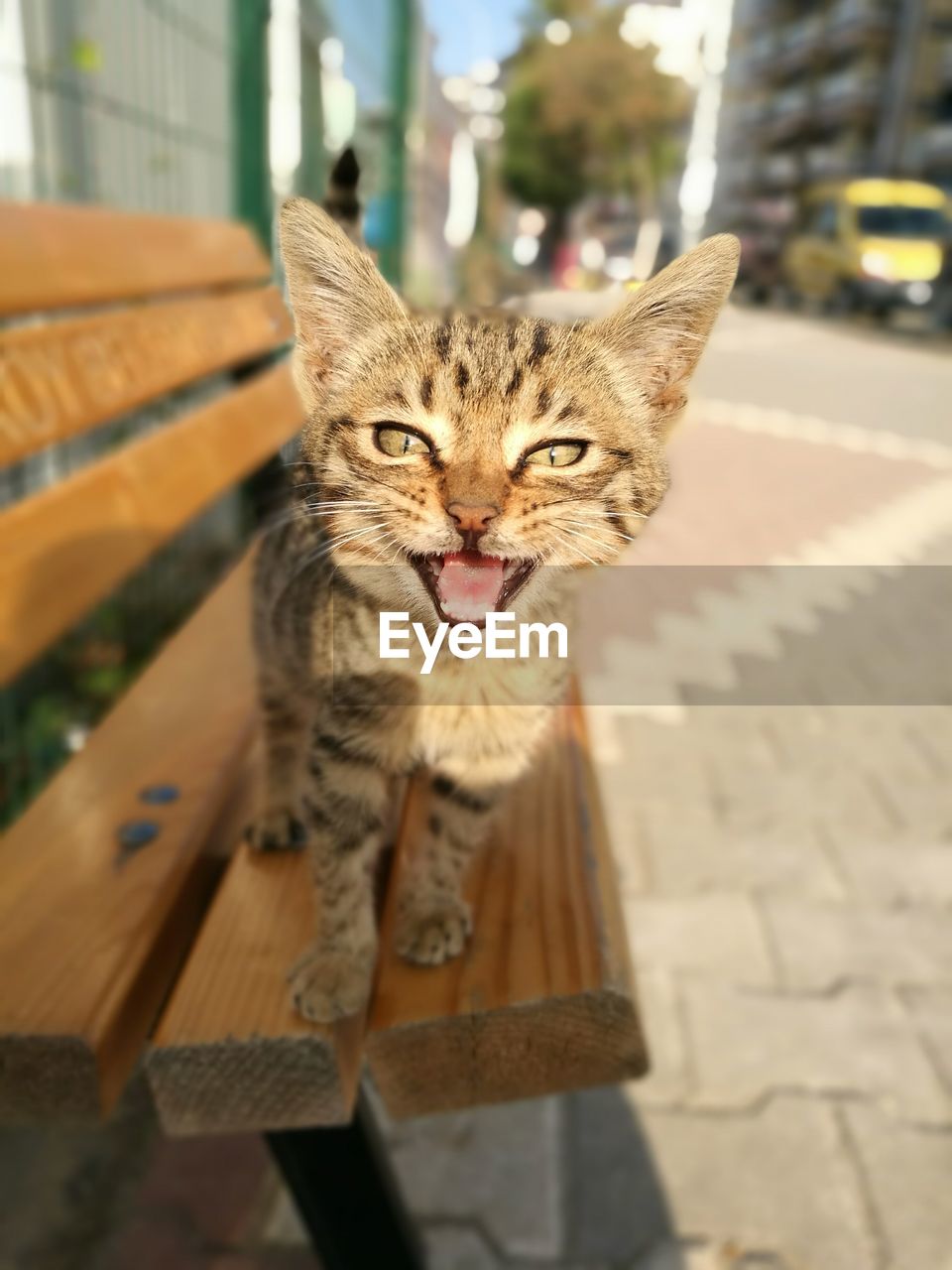 Close-up portrait of angry cat on bench at footpath