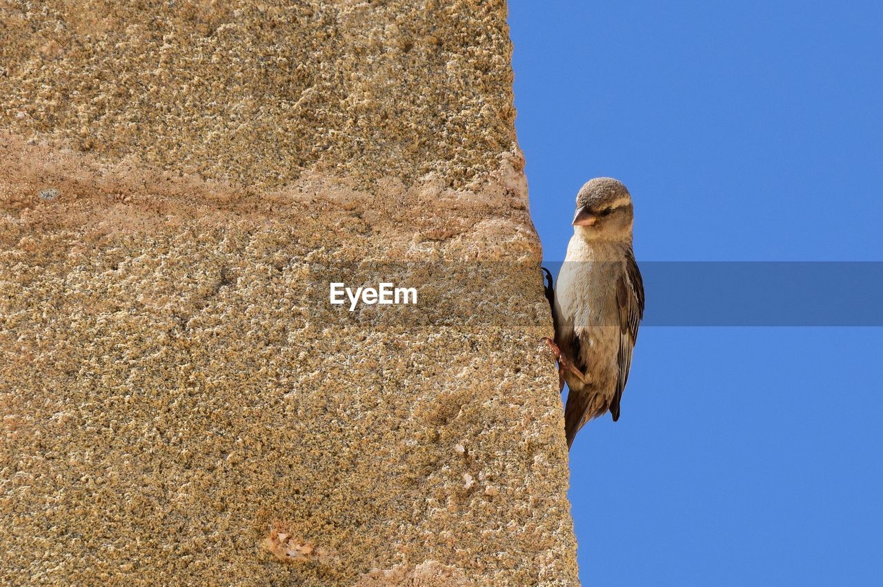 Low angle view of bird perching on wall