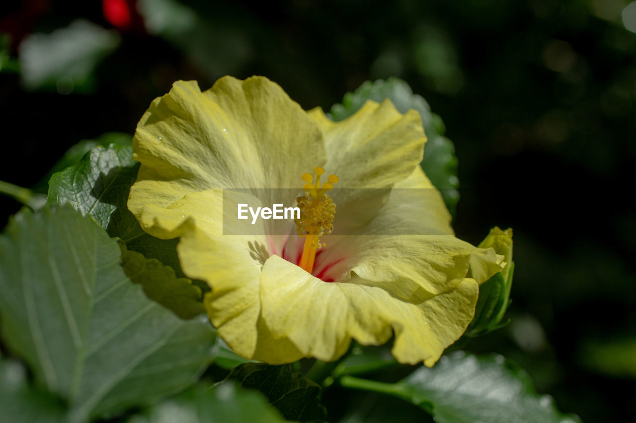 Close-up of yellow rose flower