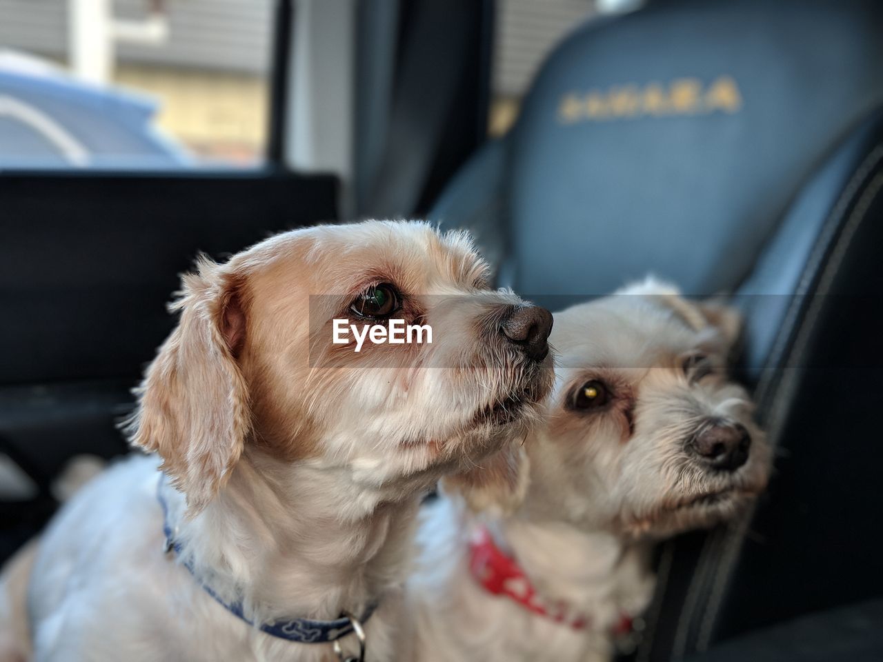 CLOSE-UP OF DOG WITH CAR