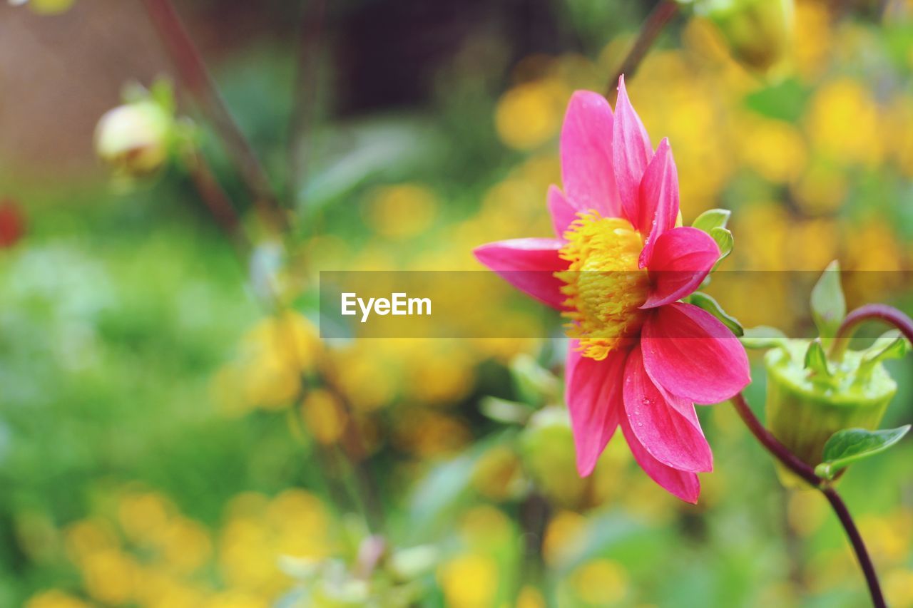 Close-up of pink flowering plant