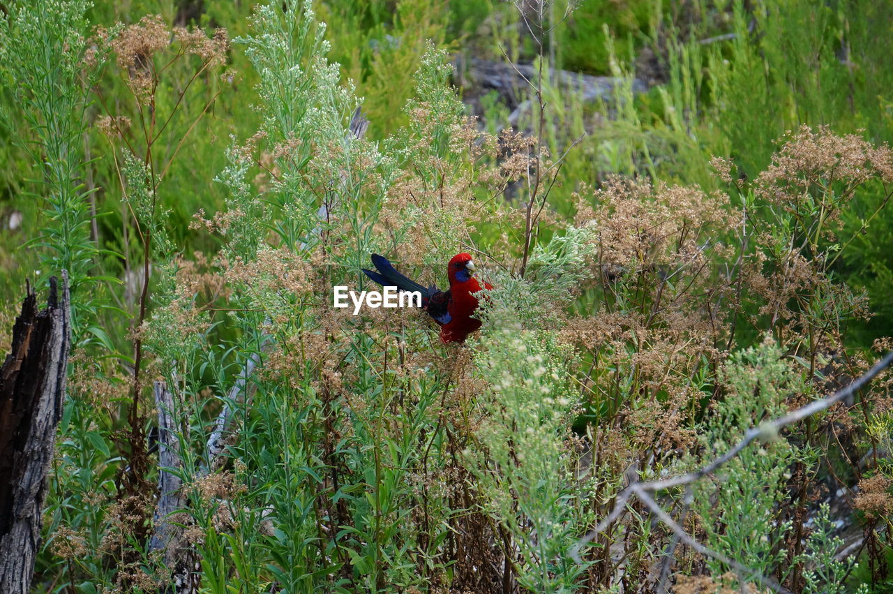 Crimson rosella in bush