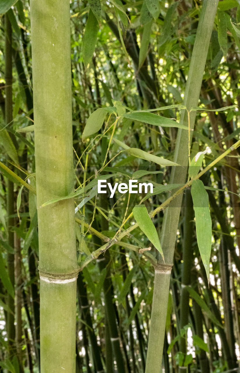 CLOSE-UP OF BAMBOO PLANT