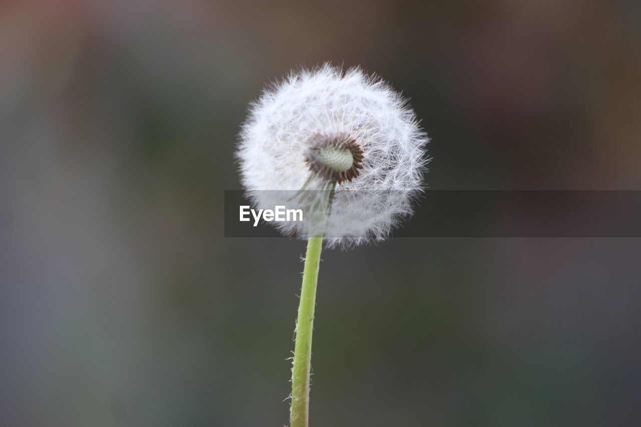 Close-up of white dandelion