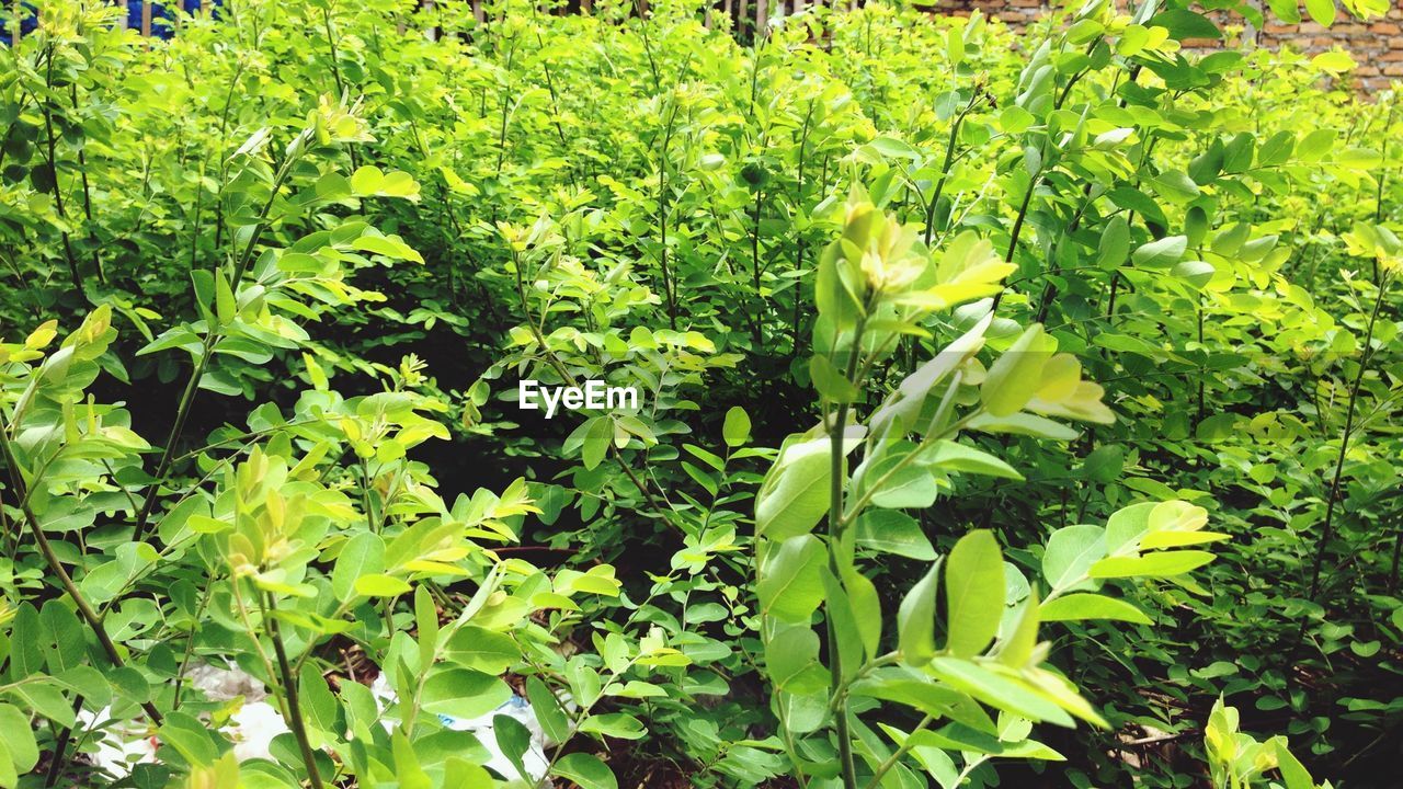 High angle view of lush green plants