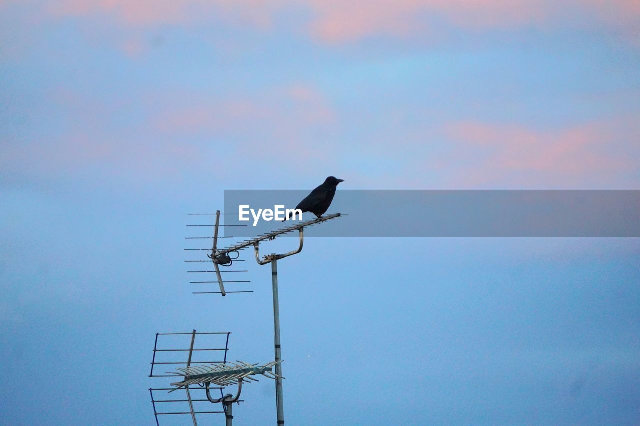 sky, technology, bird, blue, nature, low angle view, no people, antenna, wildlife, animal themes, animal, wind, animal wildlife, communication, outdoors, cloud, electricity, television antenna, television aerial, silhouette, day, sunset