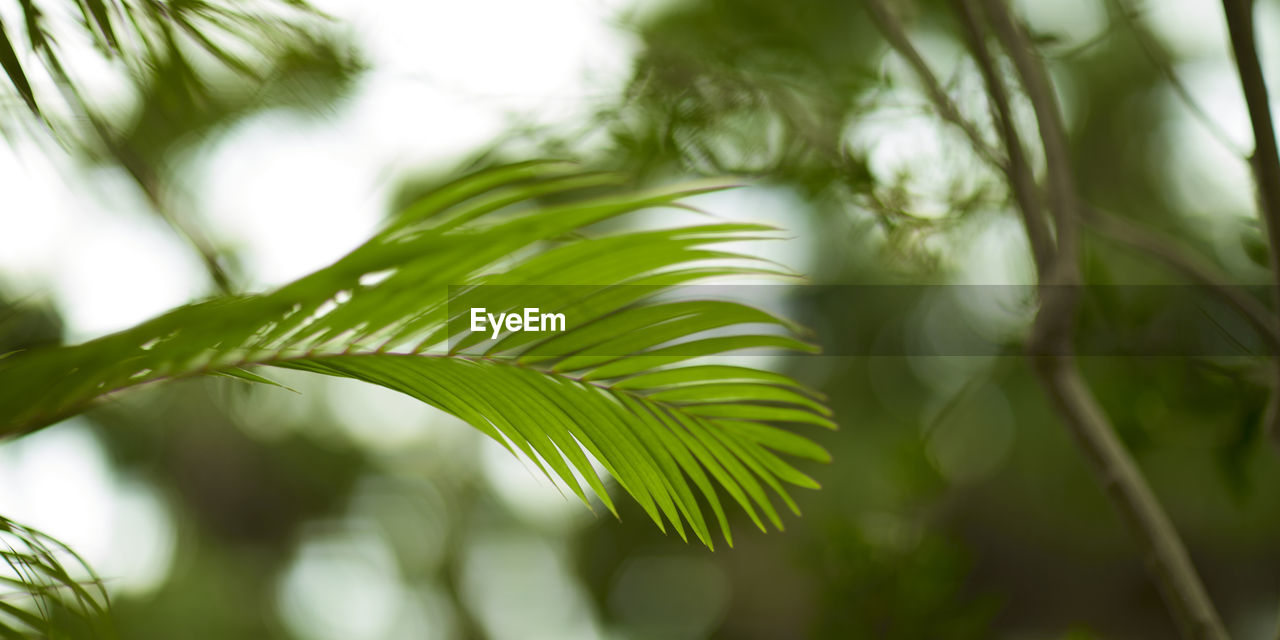 green, plant, leaf, tree, plant part, branch, nature, sunlight, tropical climate, palm tree, beauty in nature, growth, environment, palm leaf, no people, grass, close-up, outdoors, forest, flower, plant stem, summer, freshness, land, tranquility, macro photography, day, focus on foreground, frond, vegetation, defocused, lush foliage, backgrounds, foliage, rainforest, jungle