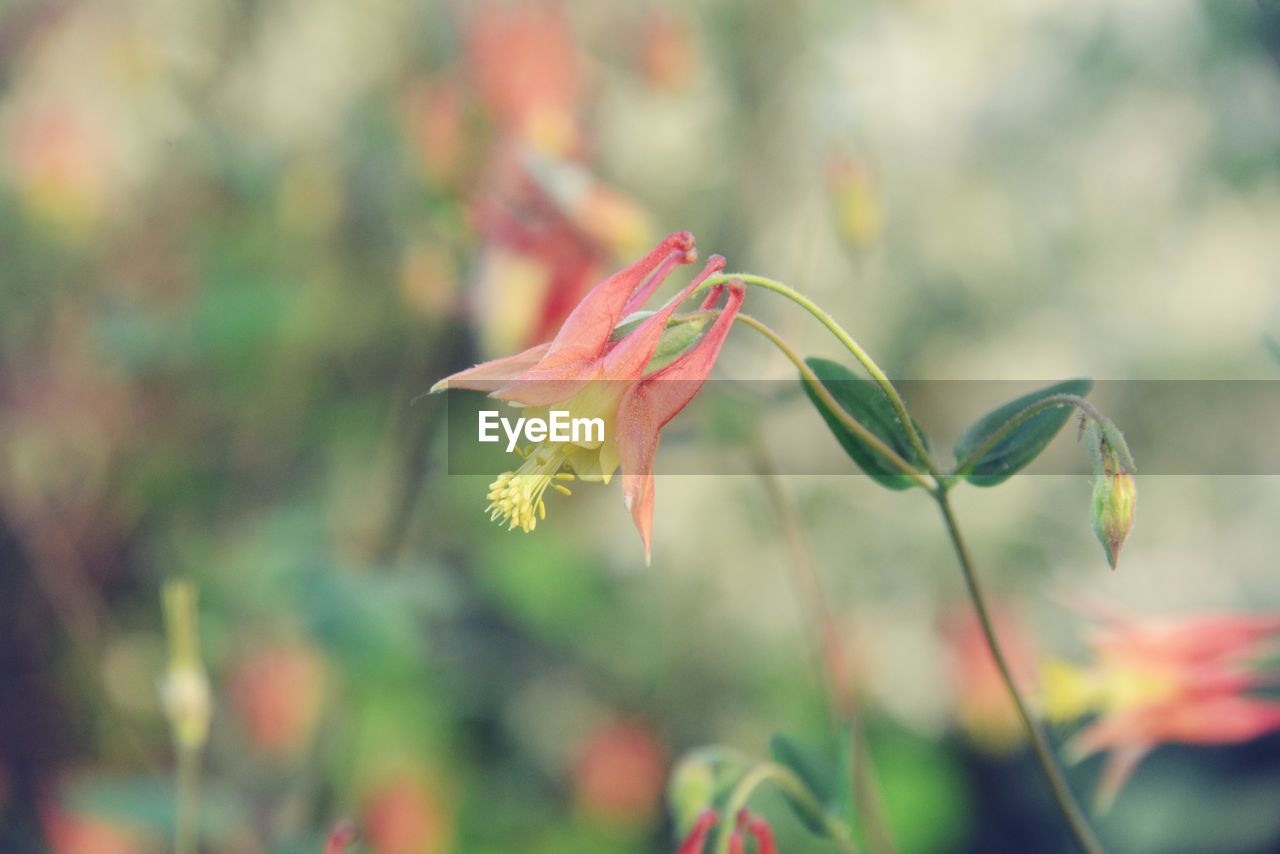 Close-up of pink flowering plant