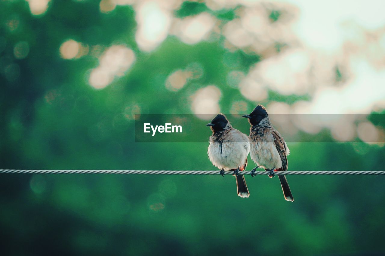 Close-up of birds perching on metal