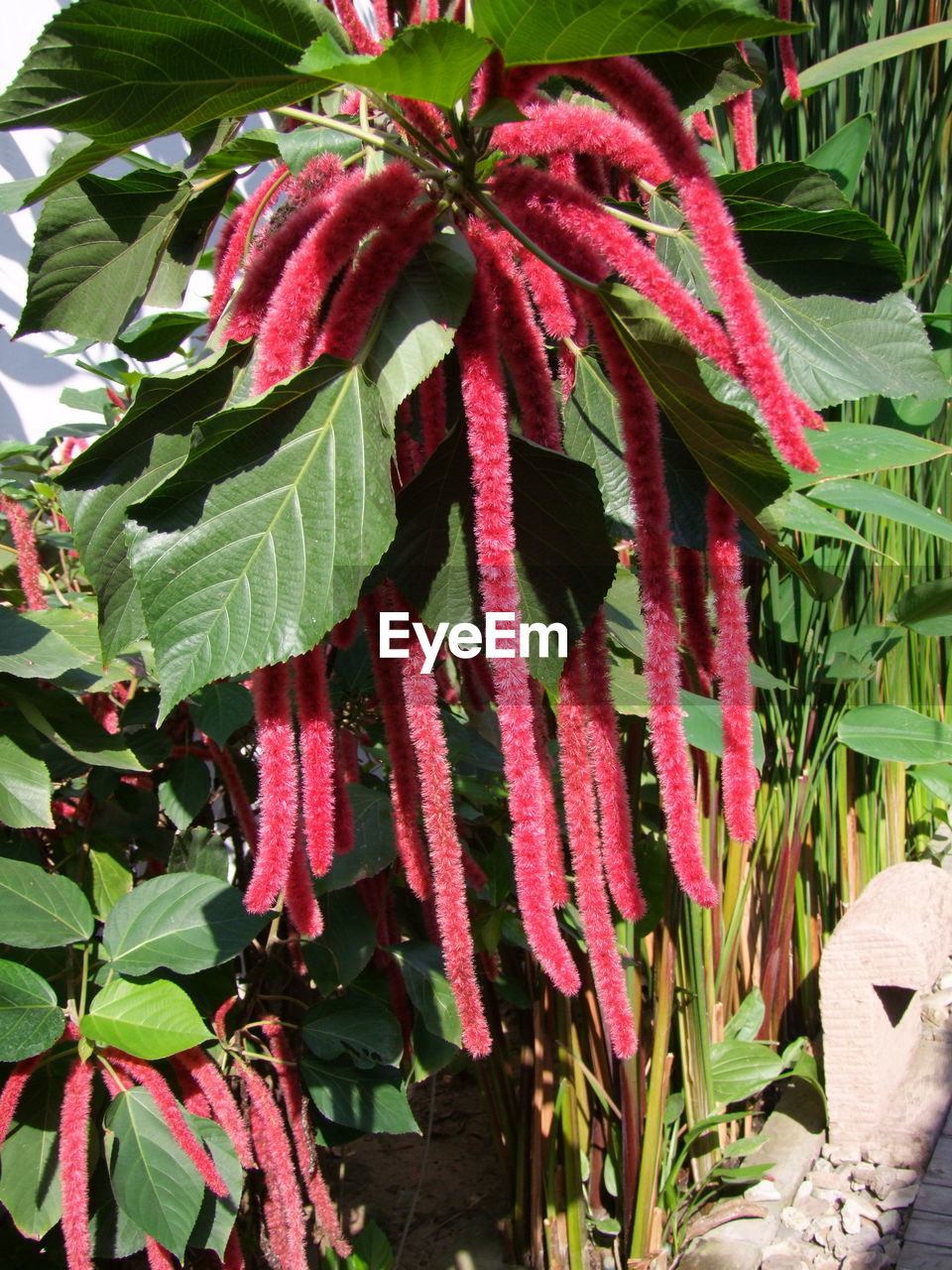 CLOSE-UP OF PINK FLOWERS AND TREE