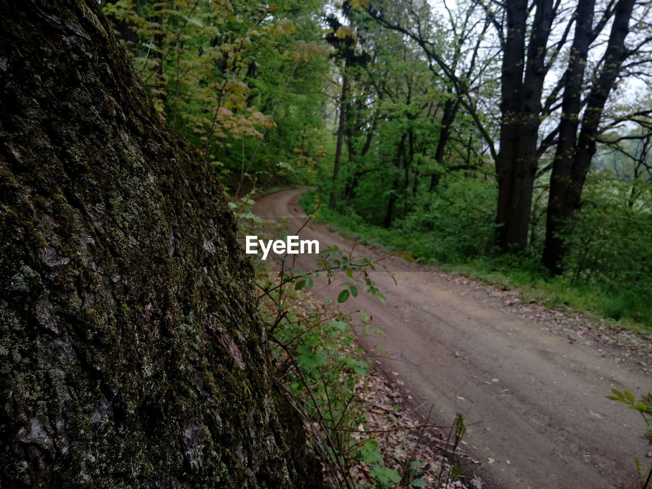 VIEW OF TREES IN FOREST