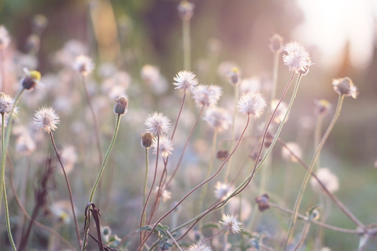 CLOSE-UP OF FLOWERING PLANT