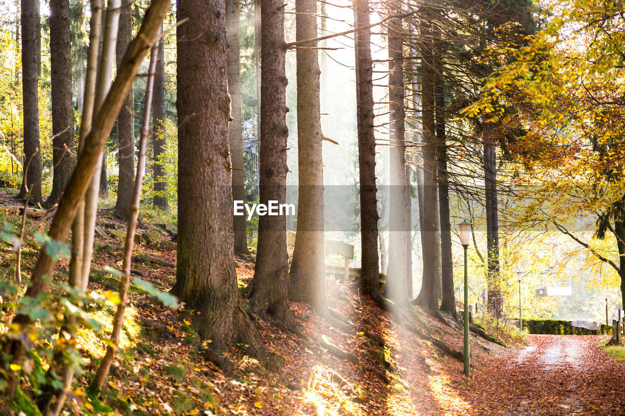 Sunlight streaming through trees in forest