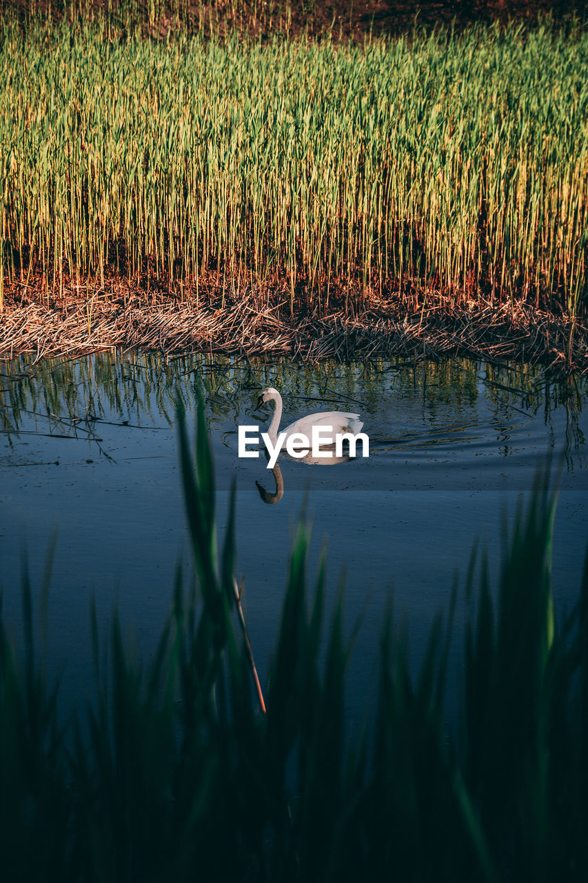 VIEW OF BIRDS IN WATER