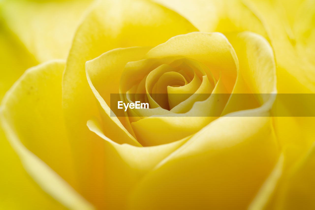 Yellow rose close up