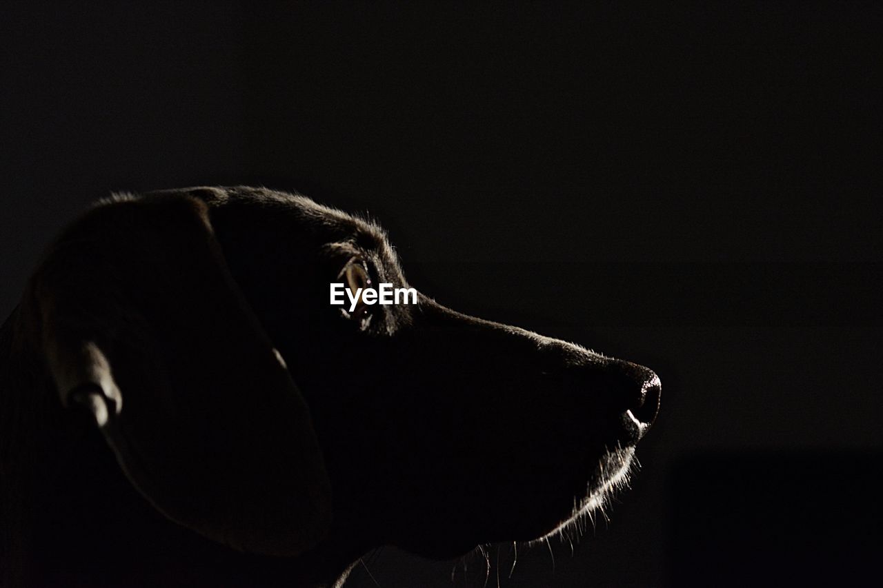 Close-up of dog against black background