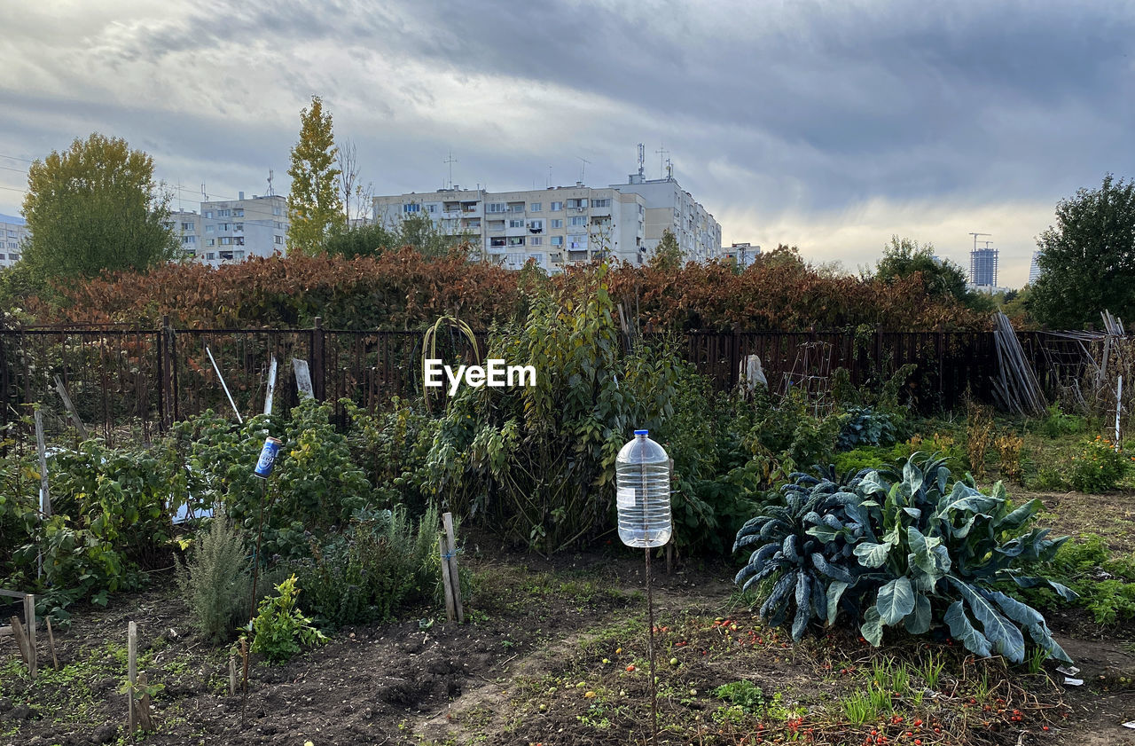 PLANTS GROWING ON FIELD AGAINST SKY