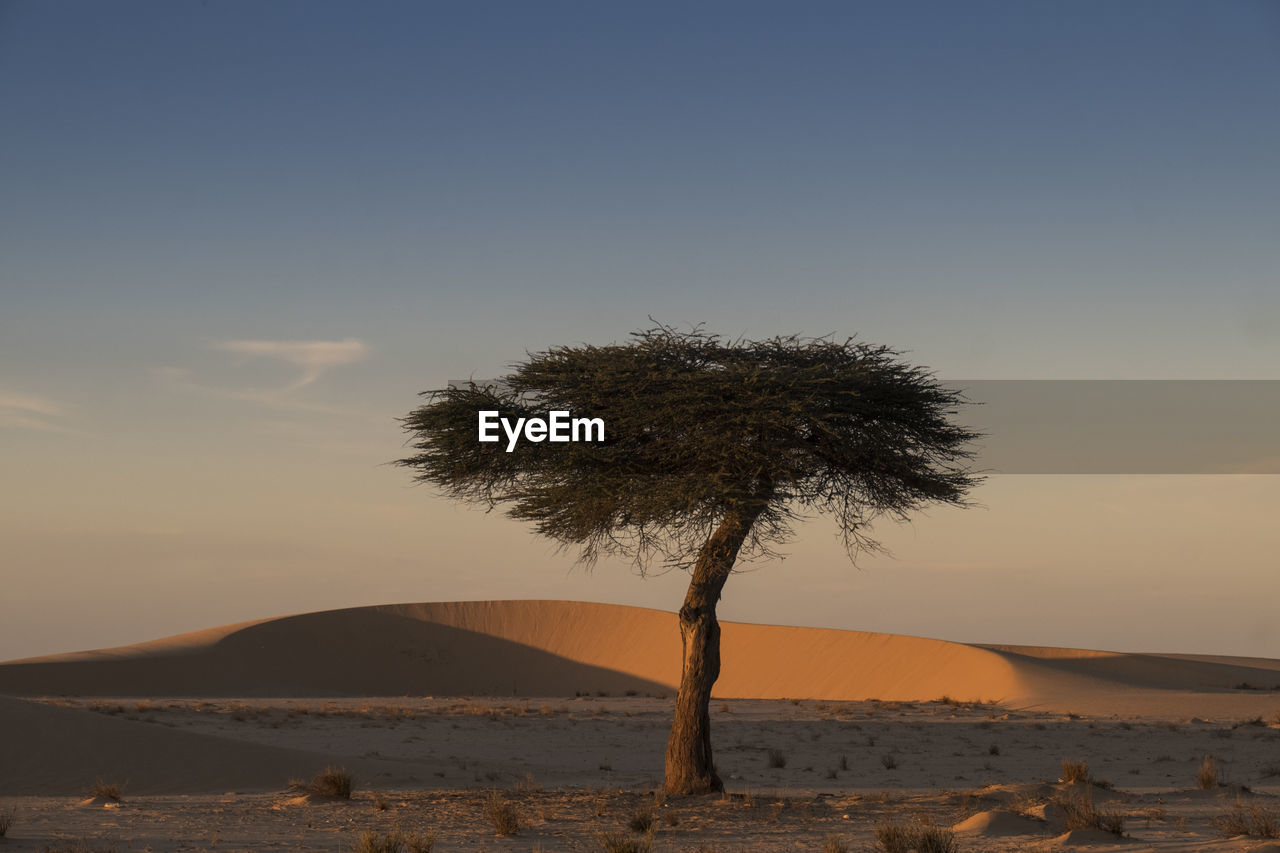 Tree on desert against sky during sunset