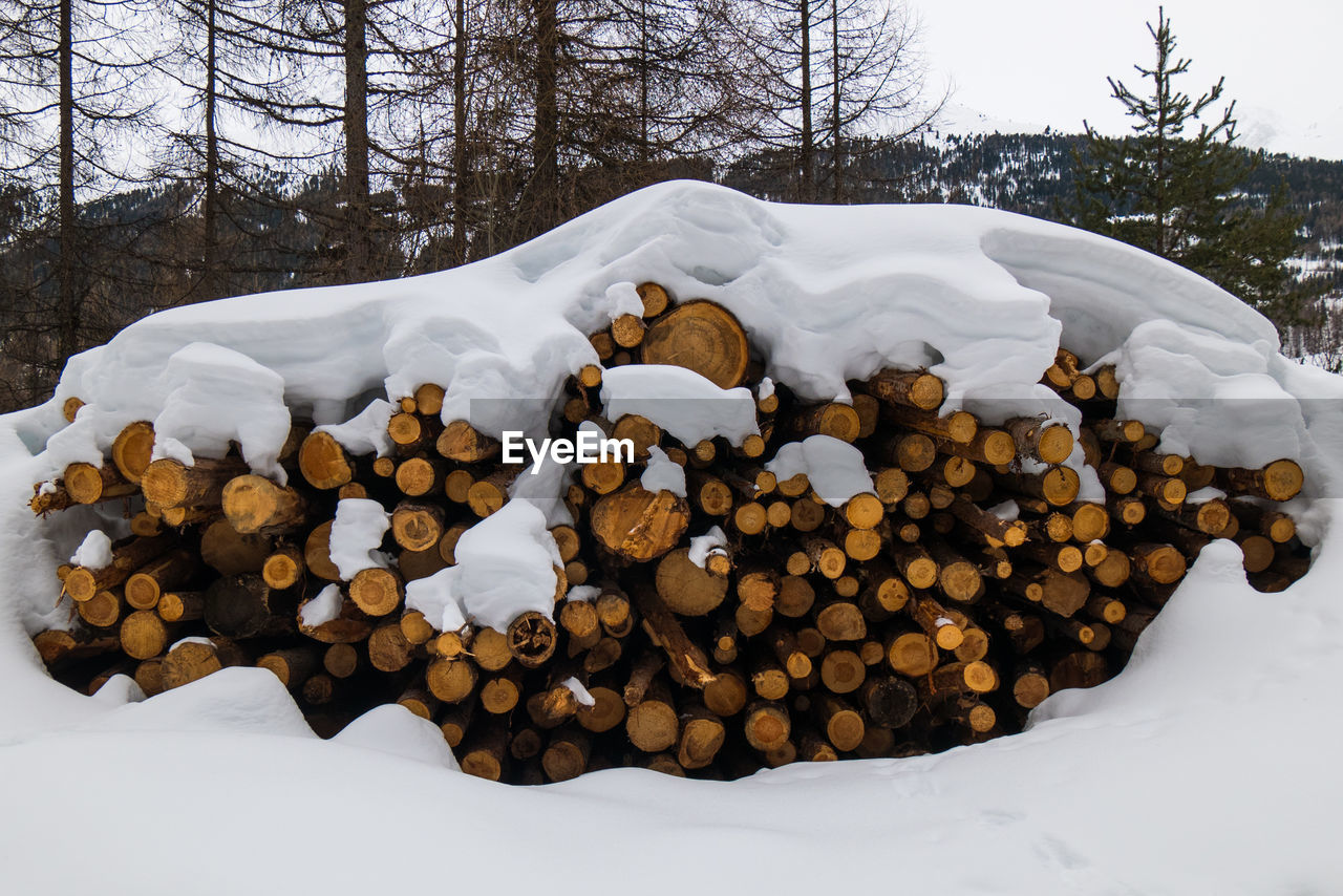 STACK OF LOGS ON SNOW COVERED LOG