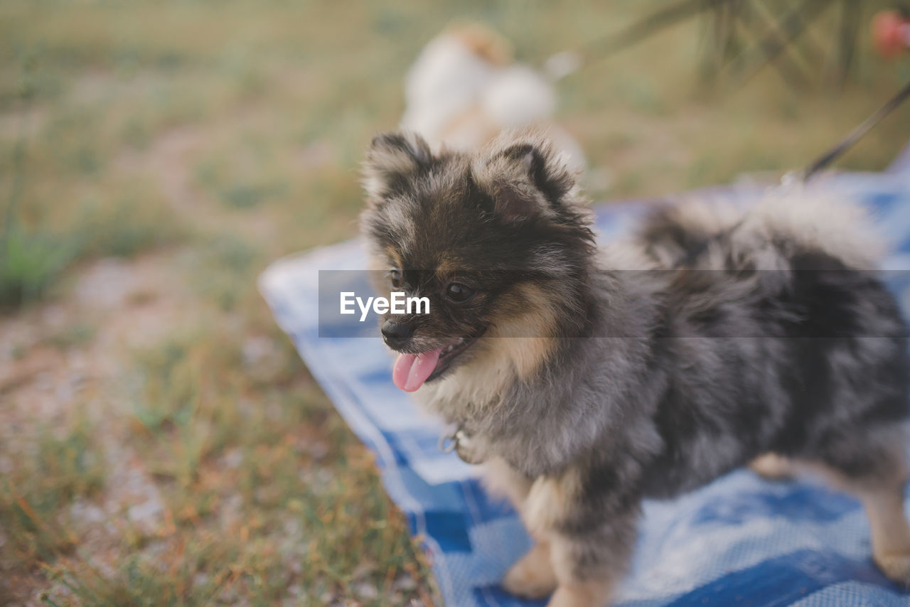 High angle view of dog looking away