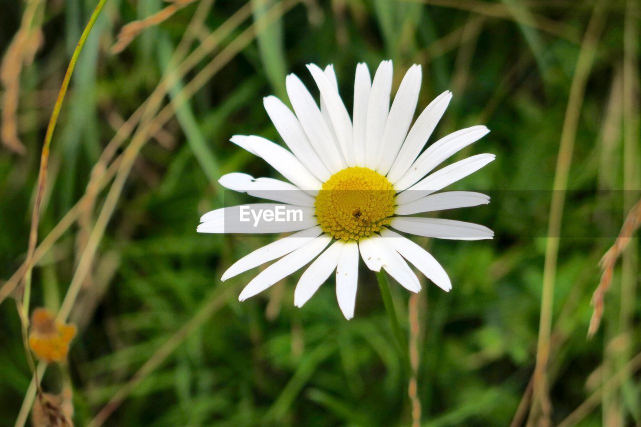 CLOSE-UP OF DAISY FLOWER