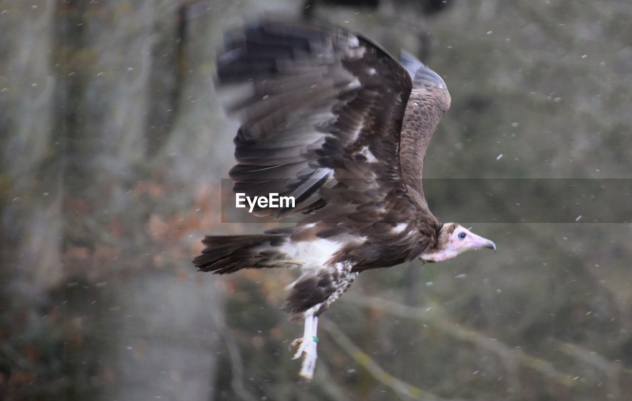 CLOSE-UP OF BIRD FLYING AGAINST WATER