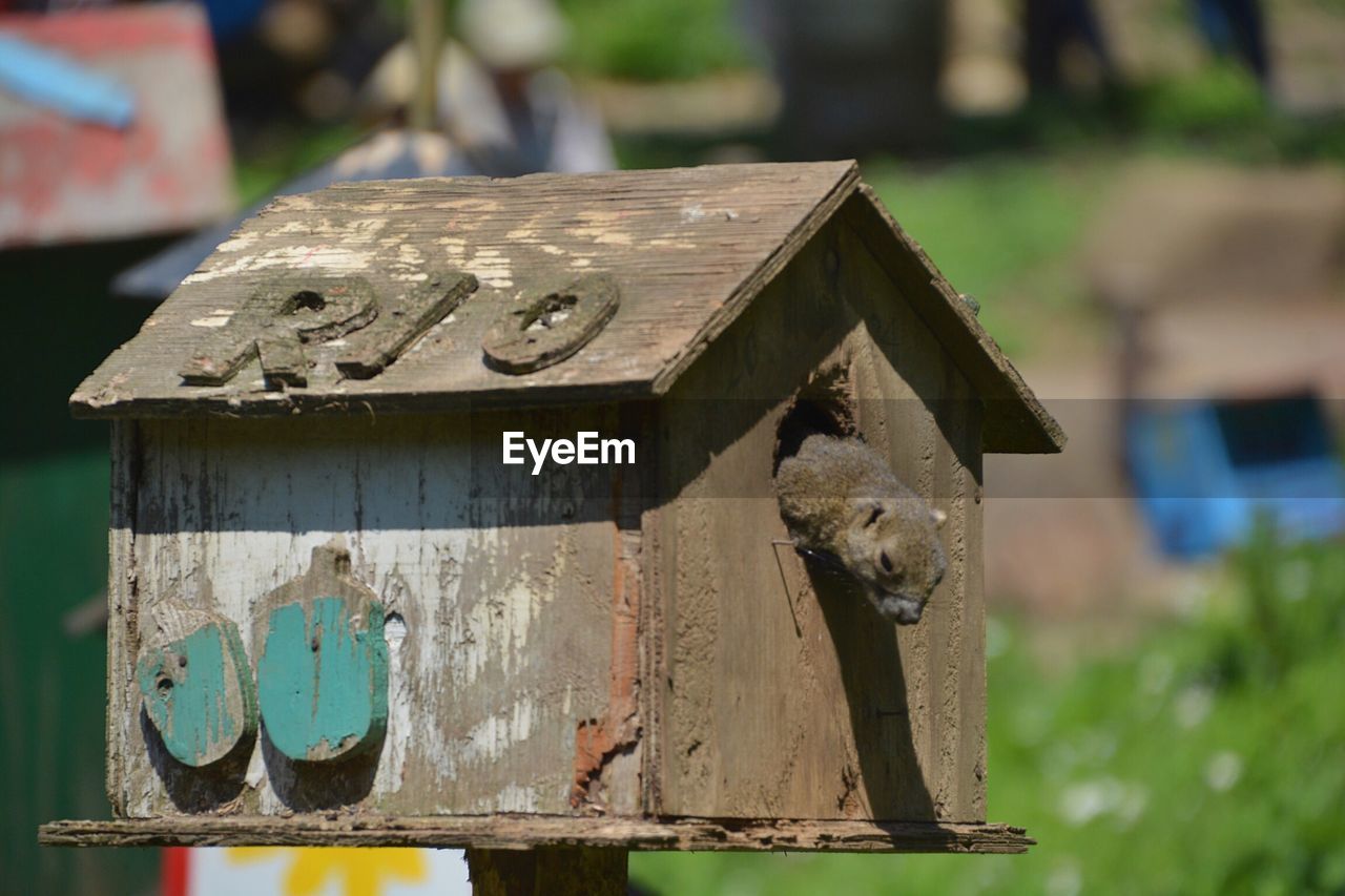 Close-up of birdhouse on field against building