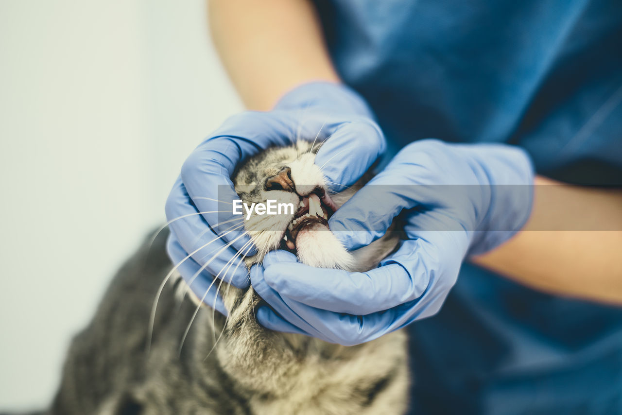 Veterinarian doctor is examining the teeth of a cat