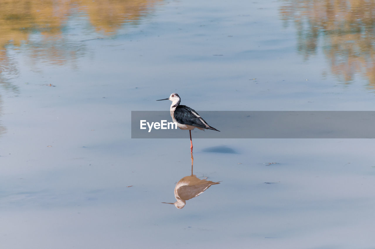 Black winged stilt in a lake