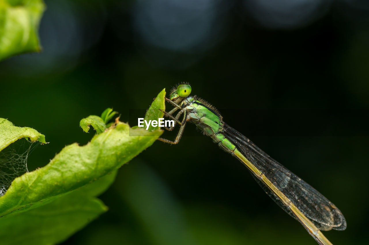 Close-up of dragonfly on green leaf