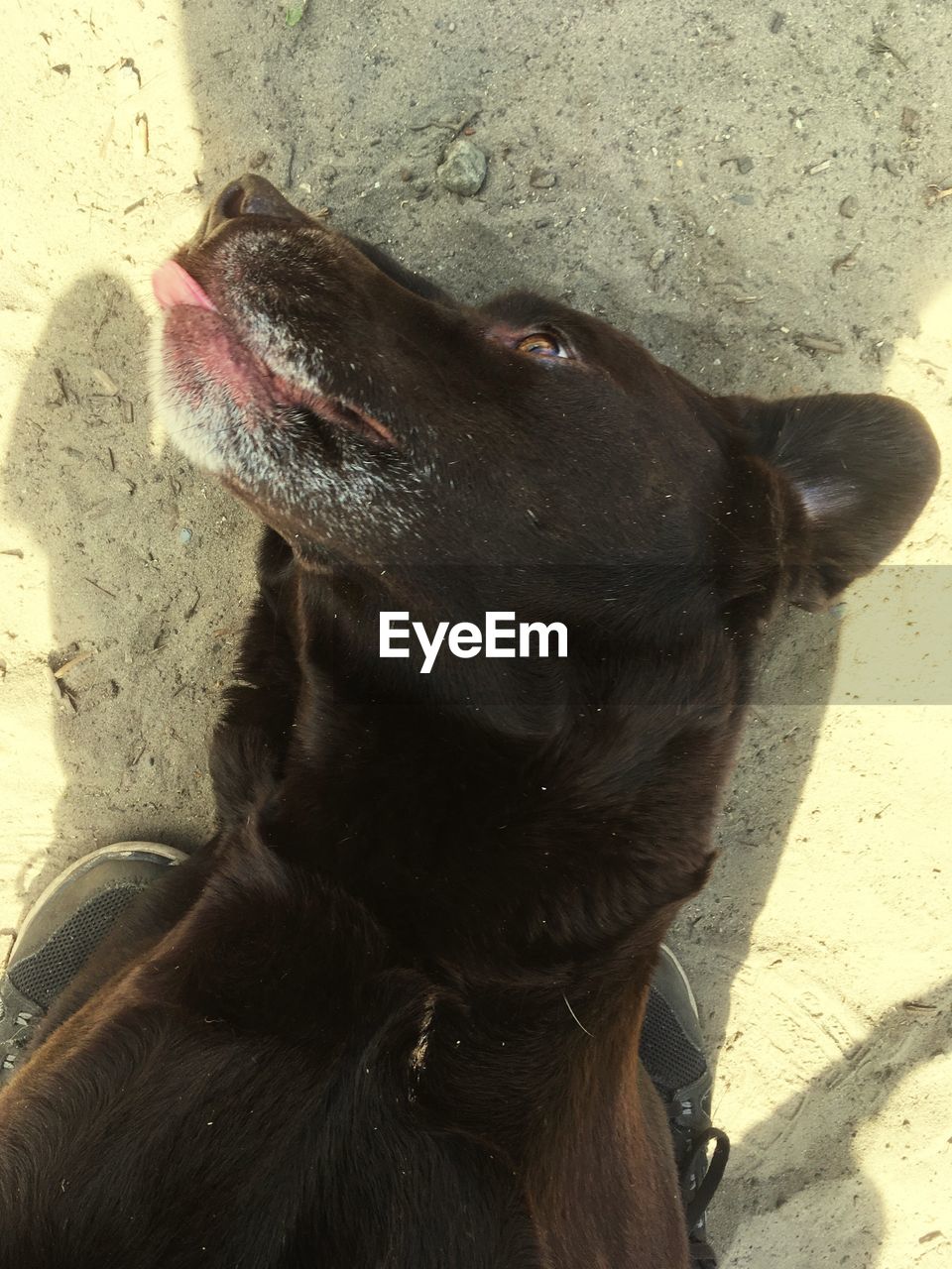 CLOSE-UP OF HORSE WITH MOUTH