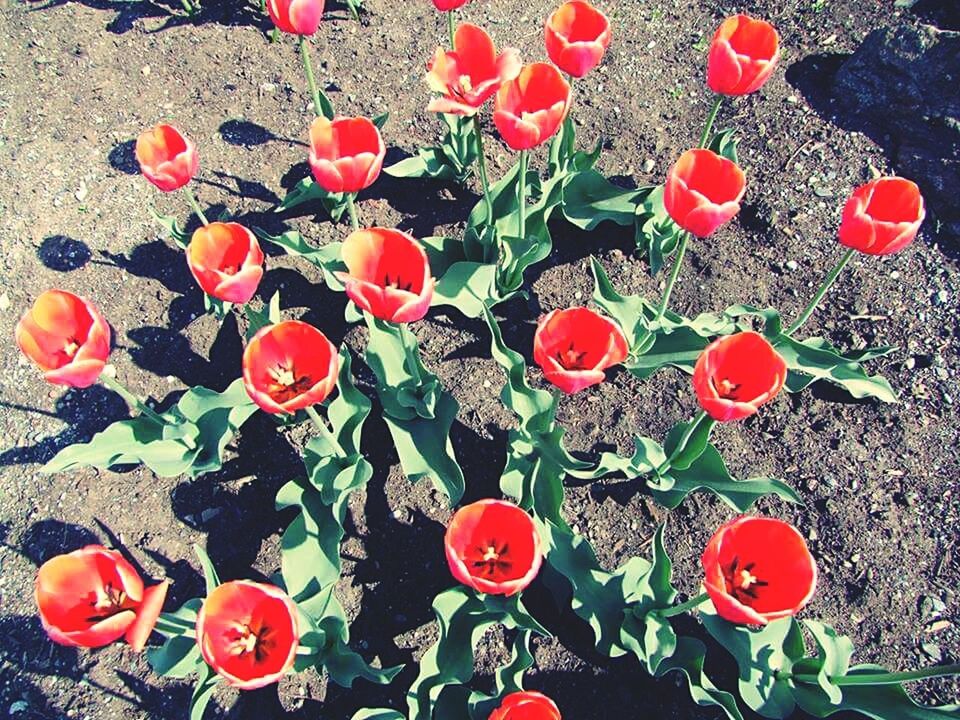 RED TULIPS BLOOMING IN FIELD