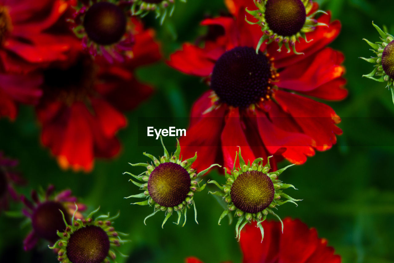 Close-up of red flowering plant