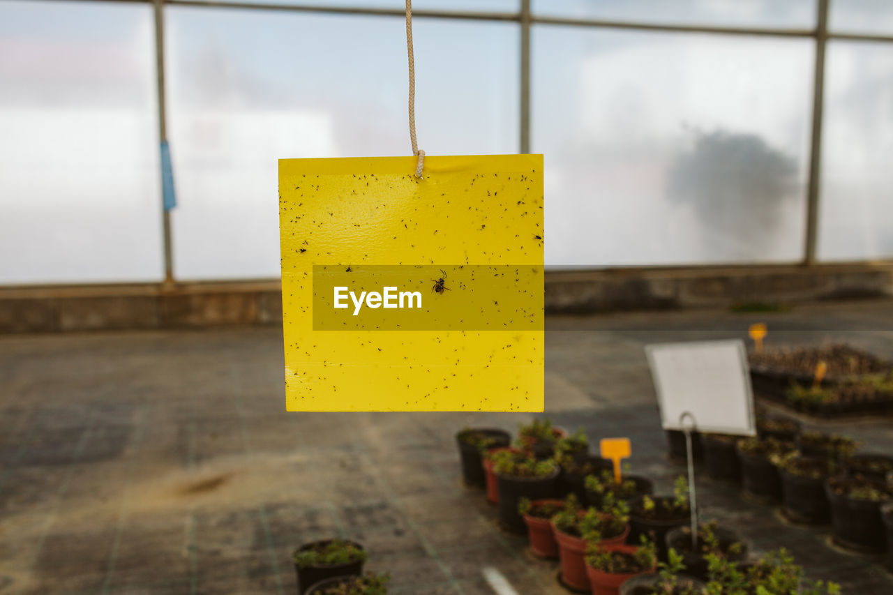 Close-up of yellow adhesive note hanging in greenhouse