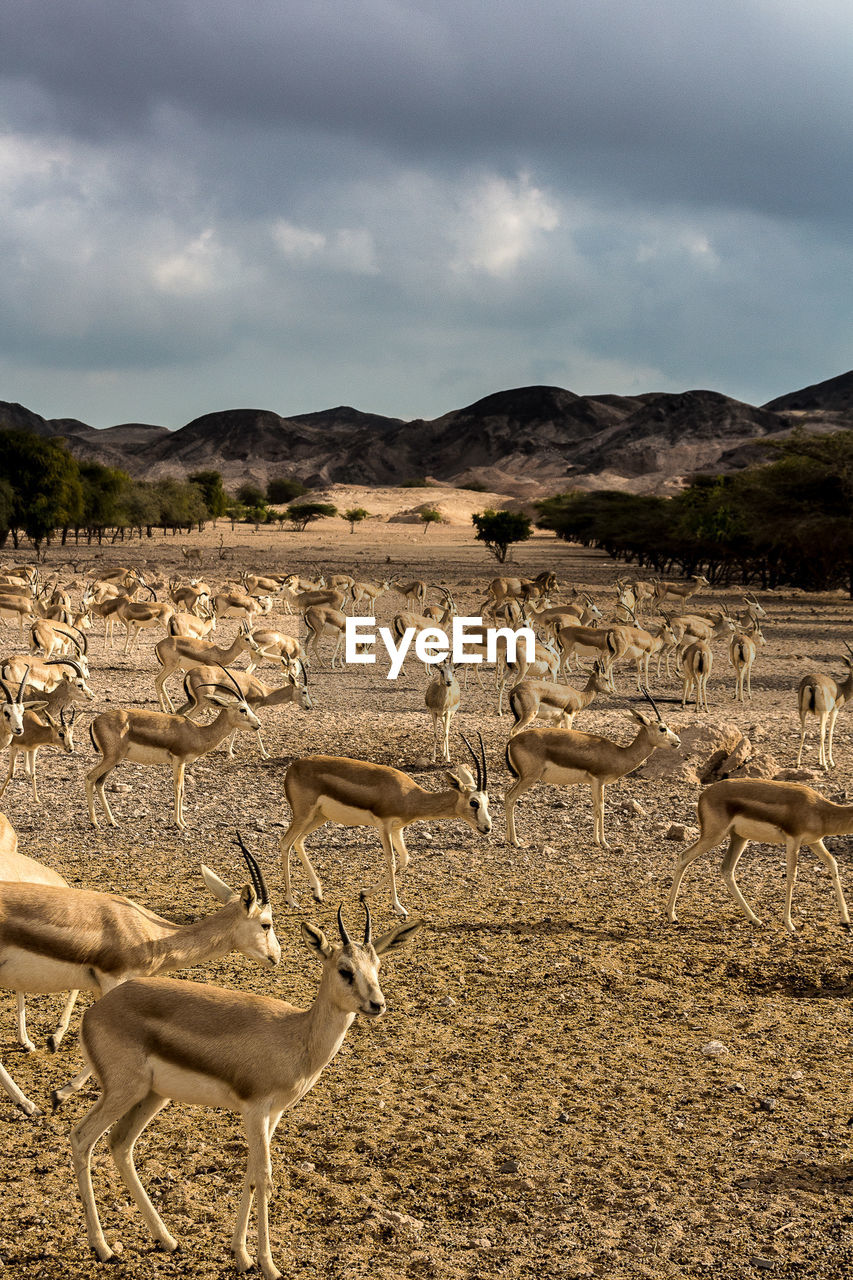 Wild animals on field against cloudy sky