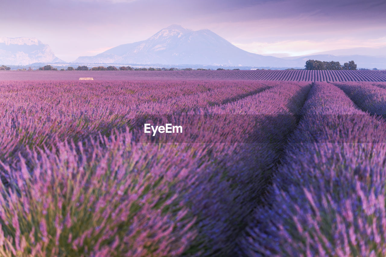 Provence, valensole plateau. lavender fields in full bloom and landscape. high quality photo
