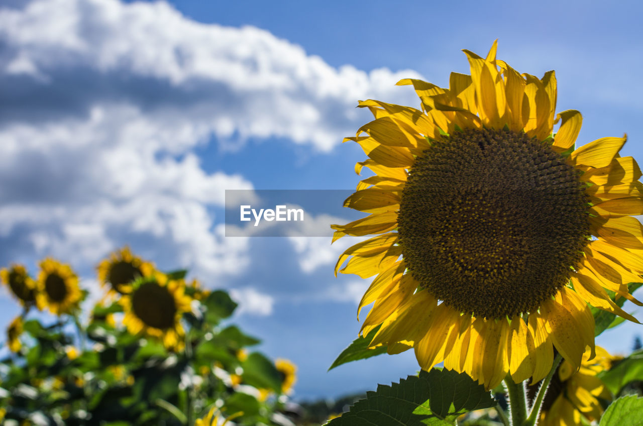 Close-up of sunflower against sky