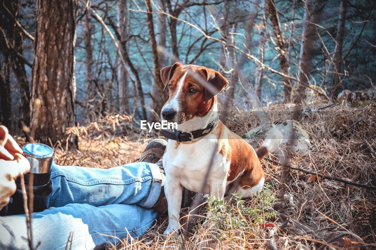 Low section of man relaxing by dog on field in forest