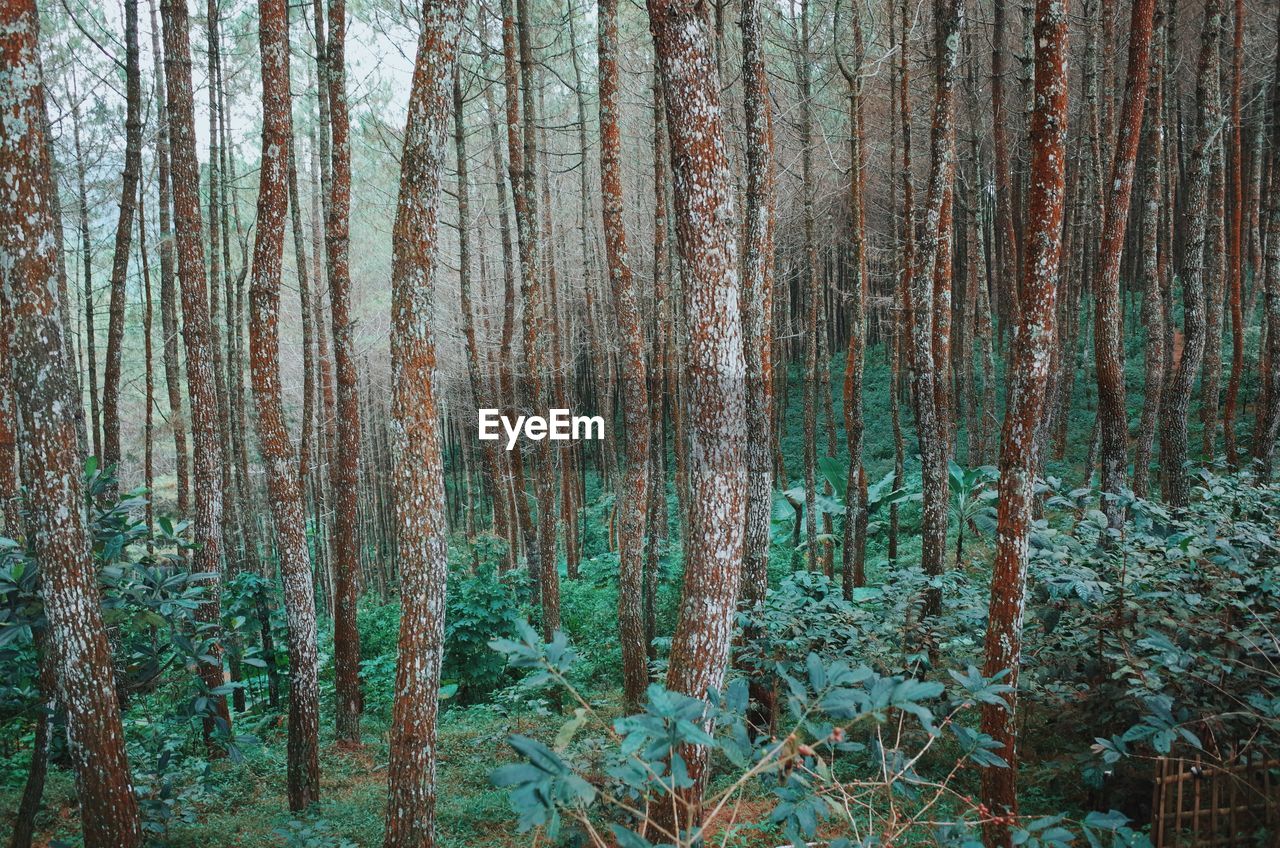 Trees growing in a park