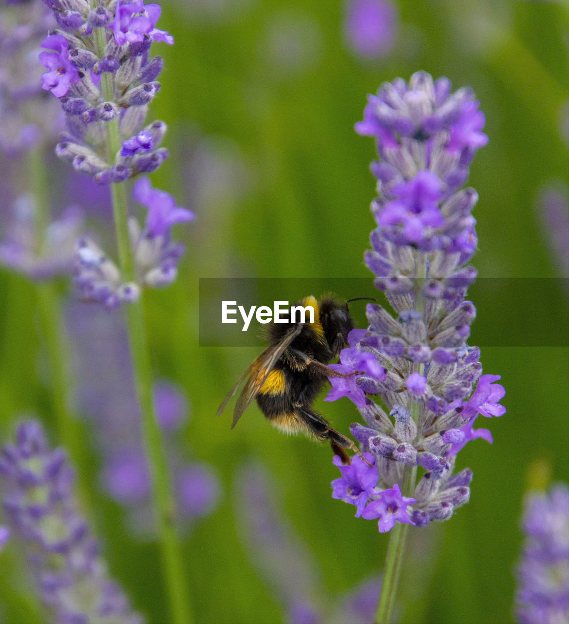 CLOSE-UP OF BEE ON PURPLE FLOWER