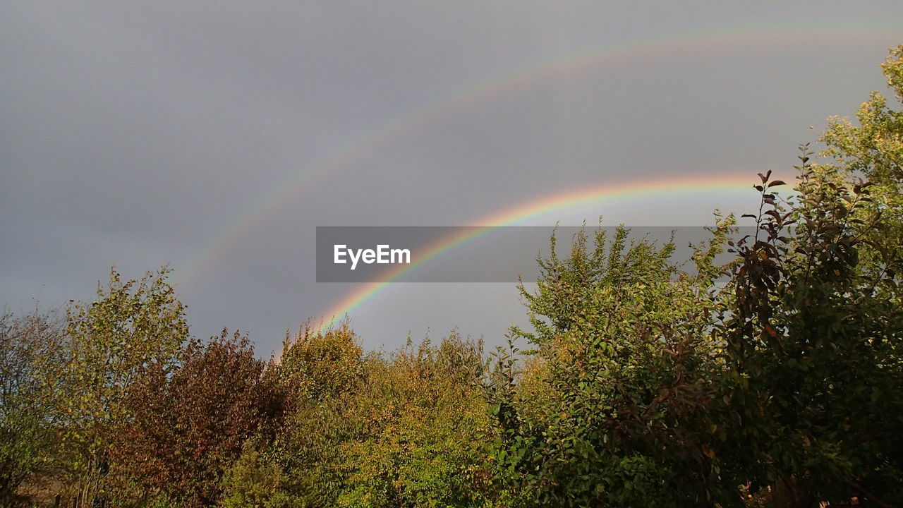 RAINBOW OVER TREES AGAINST SKY