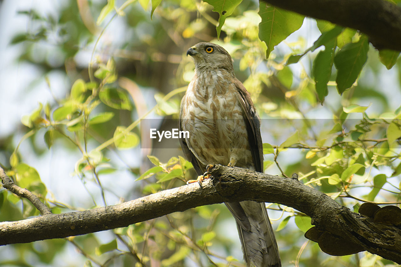 Low angle view of bird perching on branch