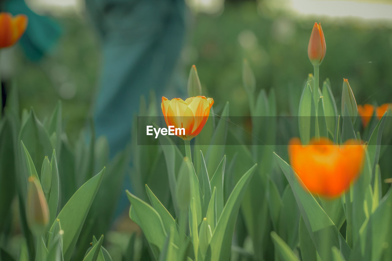 CLOSE-UP OF ORANGE FLOWERING PLANT