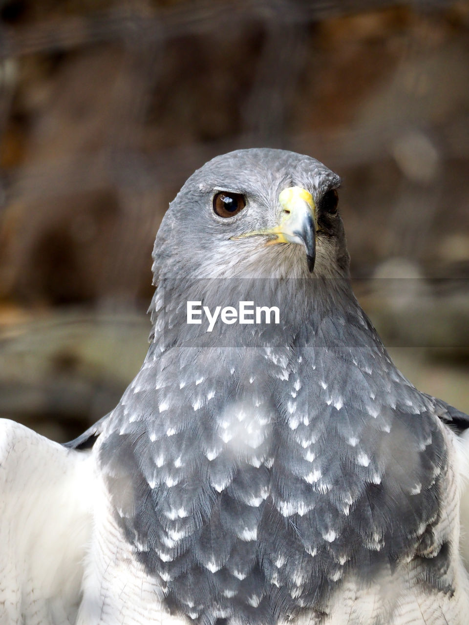 Close-up portrait of eagle
