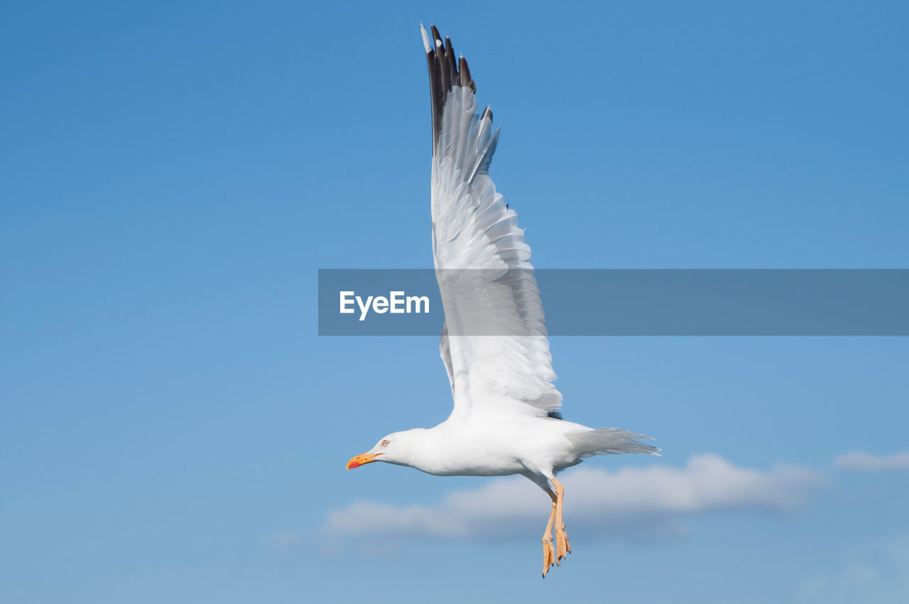 Close up of a flying seagull with open wings. blue sky, galicia, spain, europe